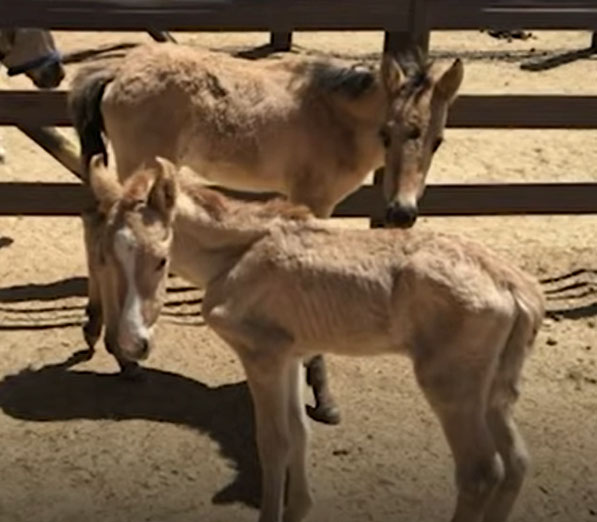 Baby Wild Horse Gets Second Chance At Life